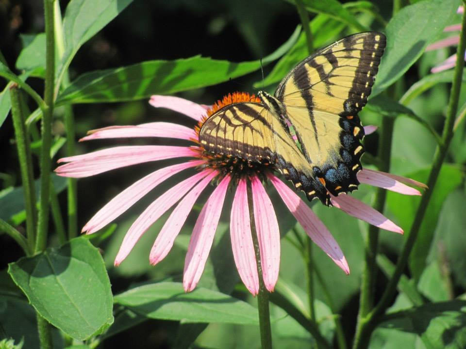 New Canaan Nature Center-New Canaan必去景点