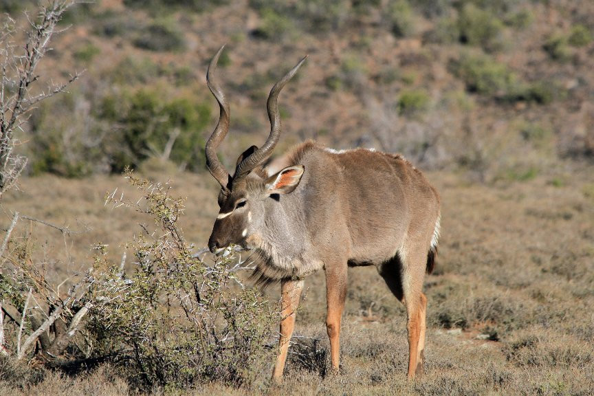 Karoo National Park Unterkunfte主图