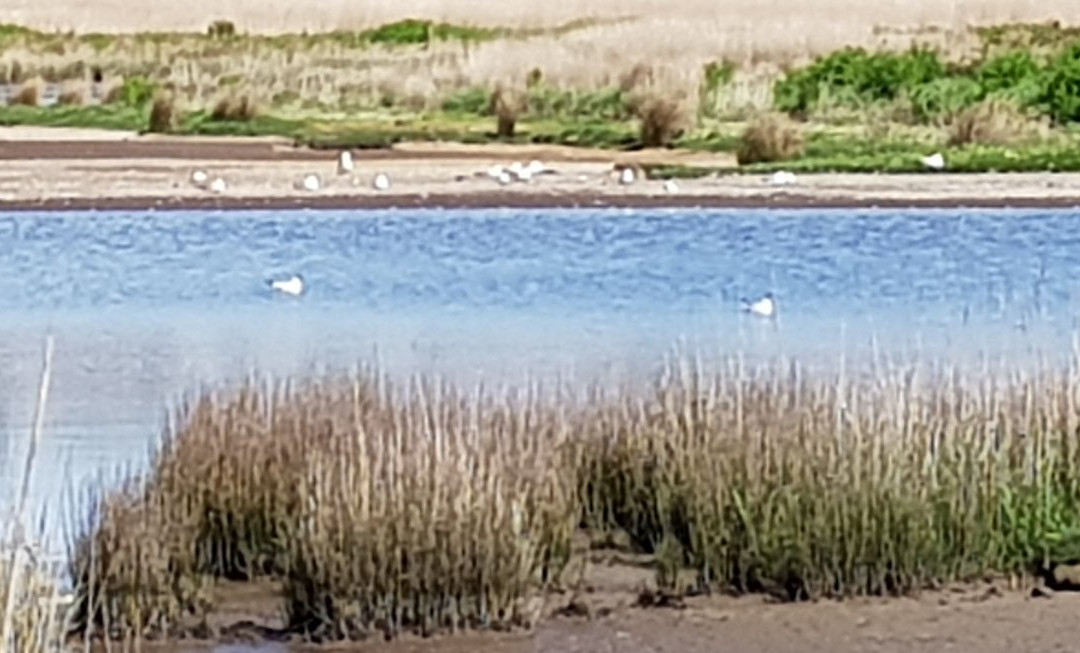 RSPB Lodmoor景点图片