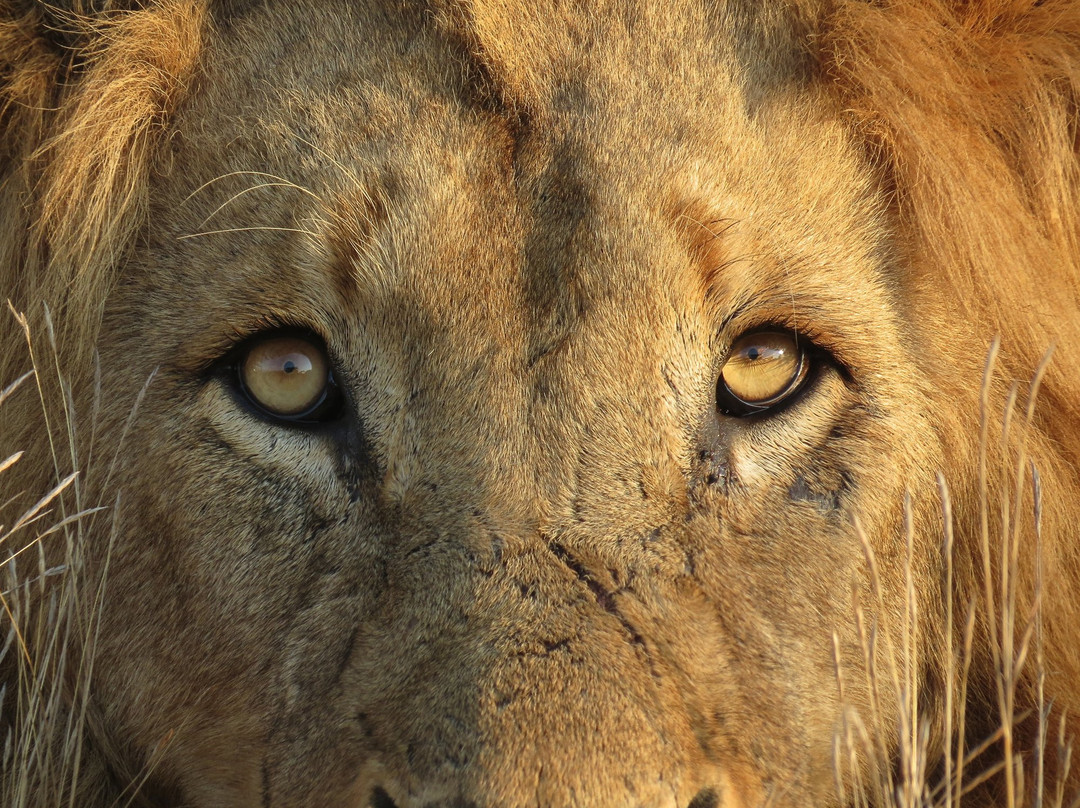 Sentashya Safaris-玛洛斯帕克必去景点