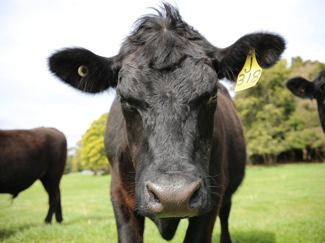 Maugers Paddock to Plate Tours-Robertson必去景点