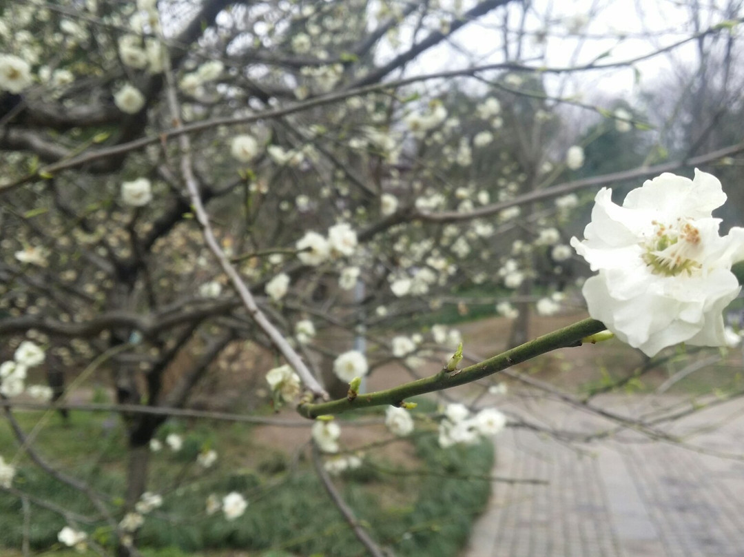 梅花山-南京市必去景点