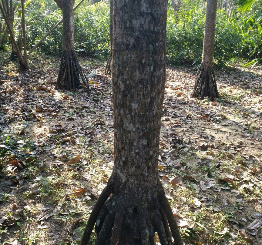 兴隆热带花园-万宁市必去景点