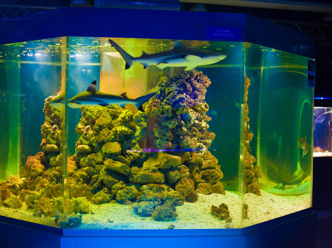 Dolphinarium Nemo-Dzhubga必去景点