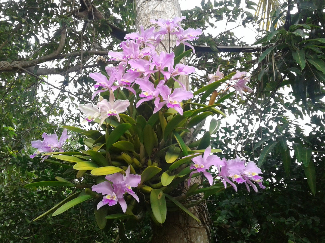 Casa Vivo in Soroa主图