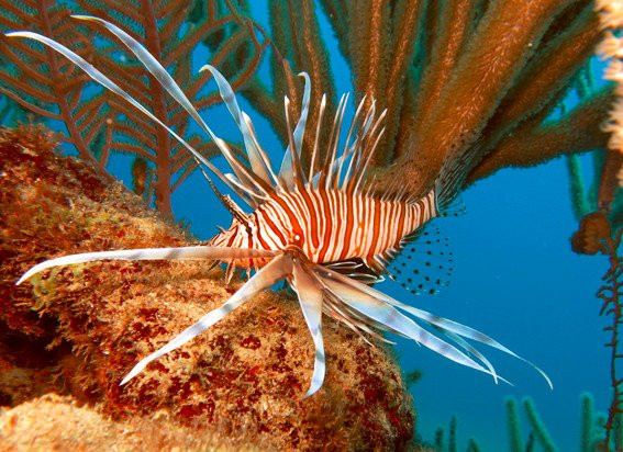 Diverspoint Puerto Plata-普拉塔港必去景点