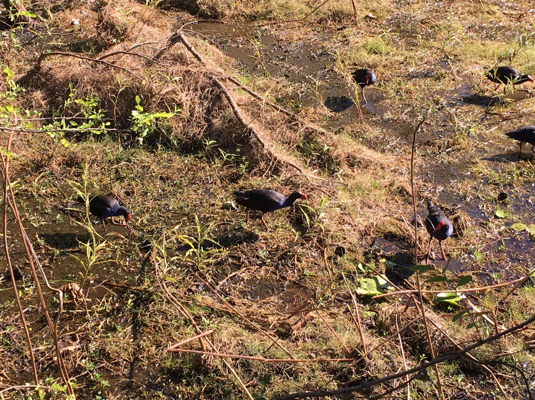 Mamukala Wetlands景点图片