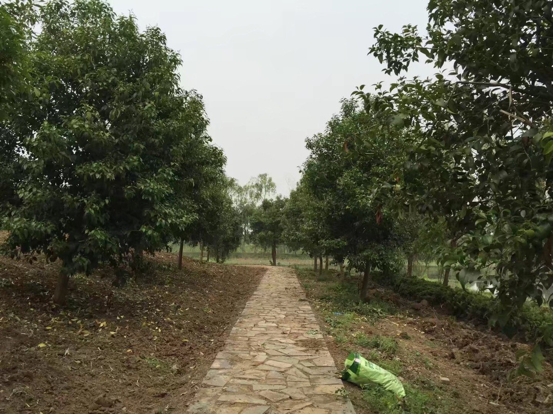 章华台-潜江市必去景点