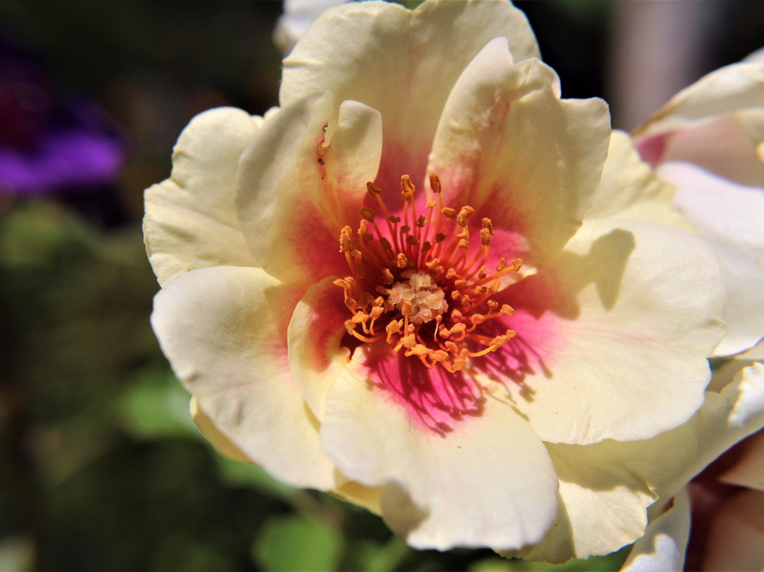 Ahhh...Ras Natango Gallery and Garden-蒙特戈贝必去景点