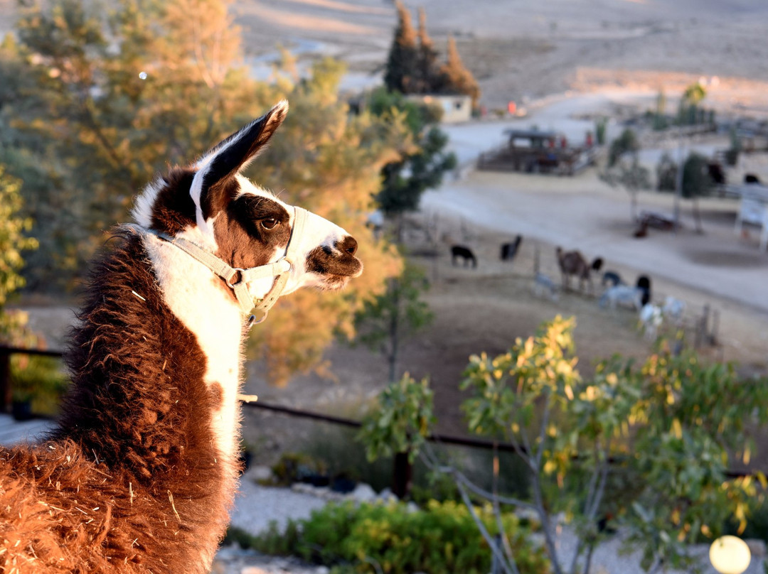 The Alpaca Farm景点图片