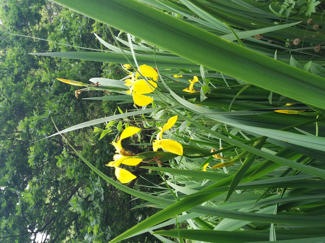 Hocombe Mead Nature Reserve景点图片