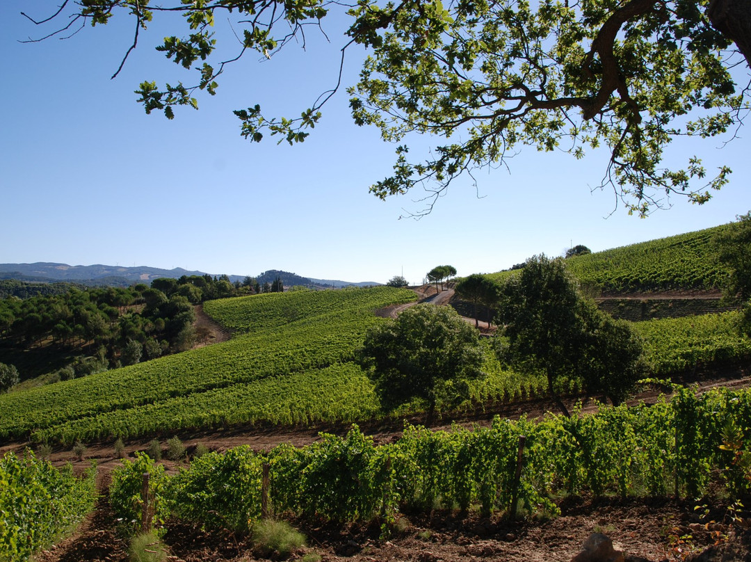 Le Colline di Sopra景点图片