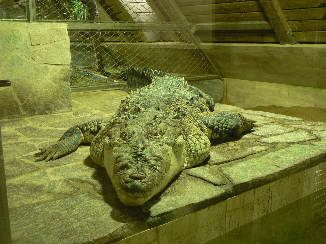 Krokodyli ZOO Protivin景点图片