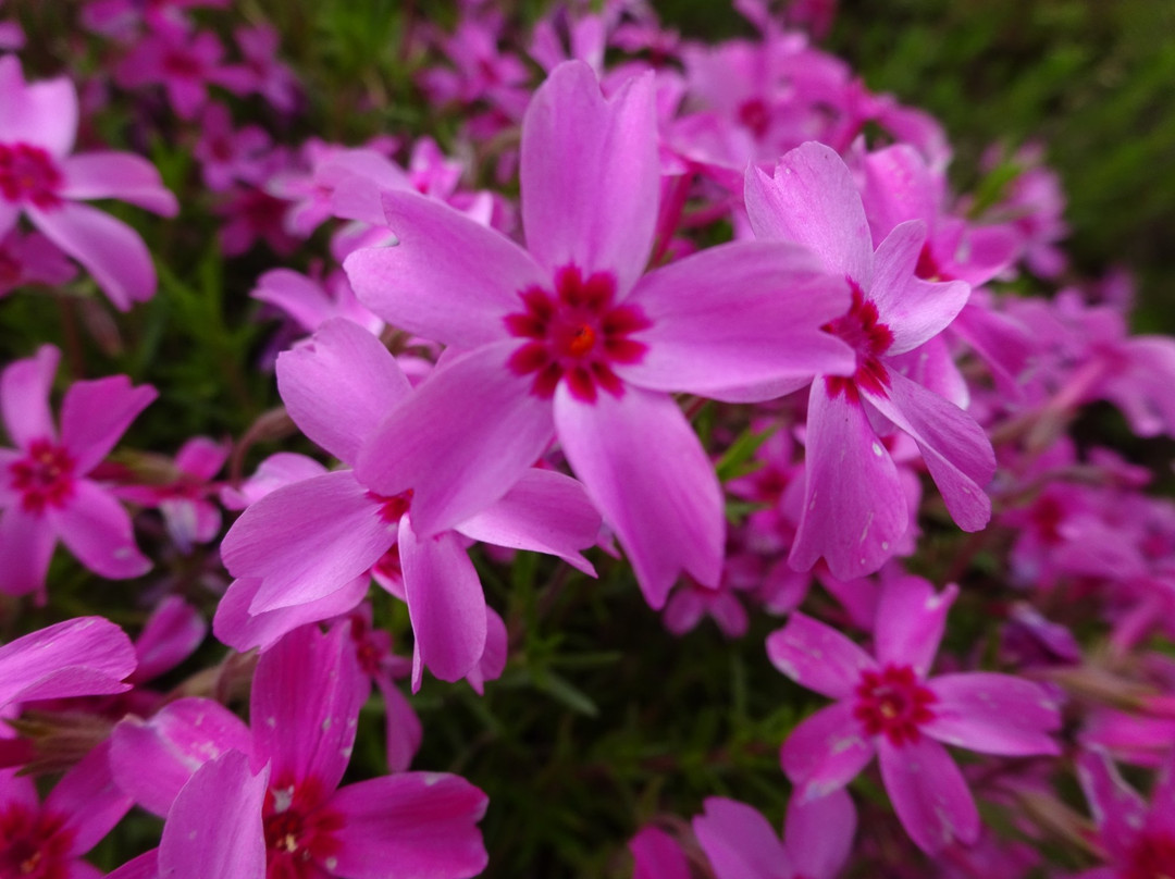 Moss Phlox of Shibuta Riverbank景点图片
