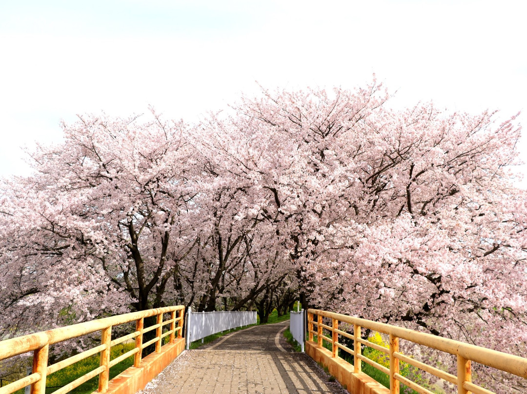 Sakuratsutsumi Park-吉见町必去景点