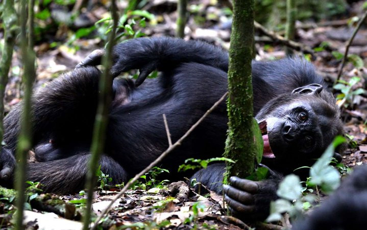 Destinations African Gorilla Limited-卡巴莱必去景点