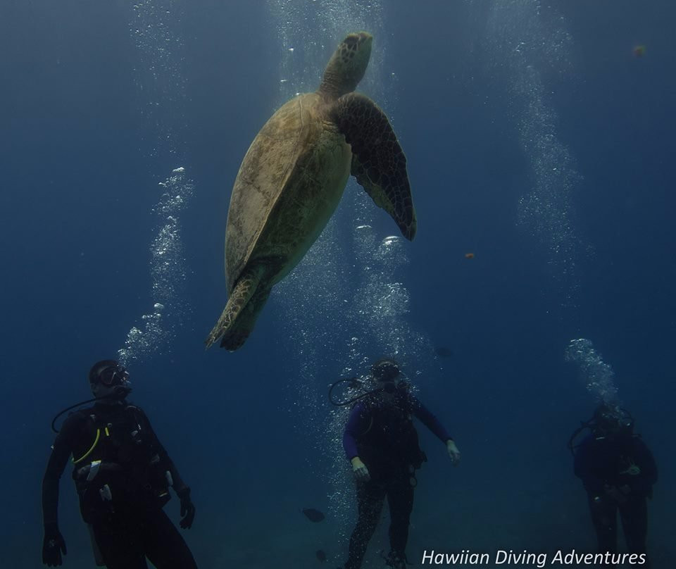 Hawaiian Diving Adventures-火奴鲁鲁必去景点
