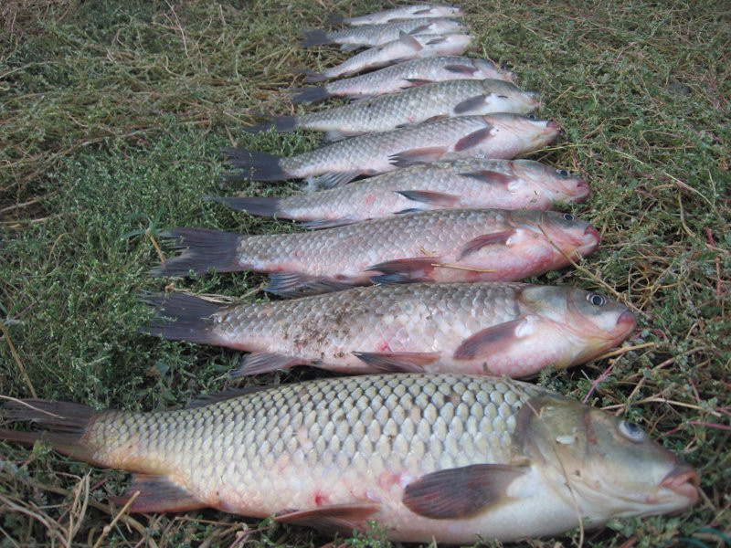 Novye Bulgary旅游攻略图片