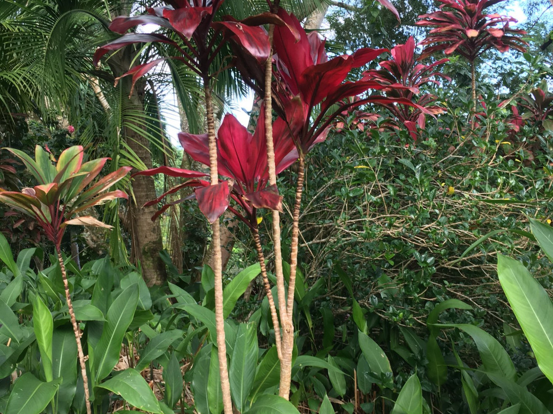 Garden Of Eden Botanical Garden