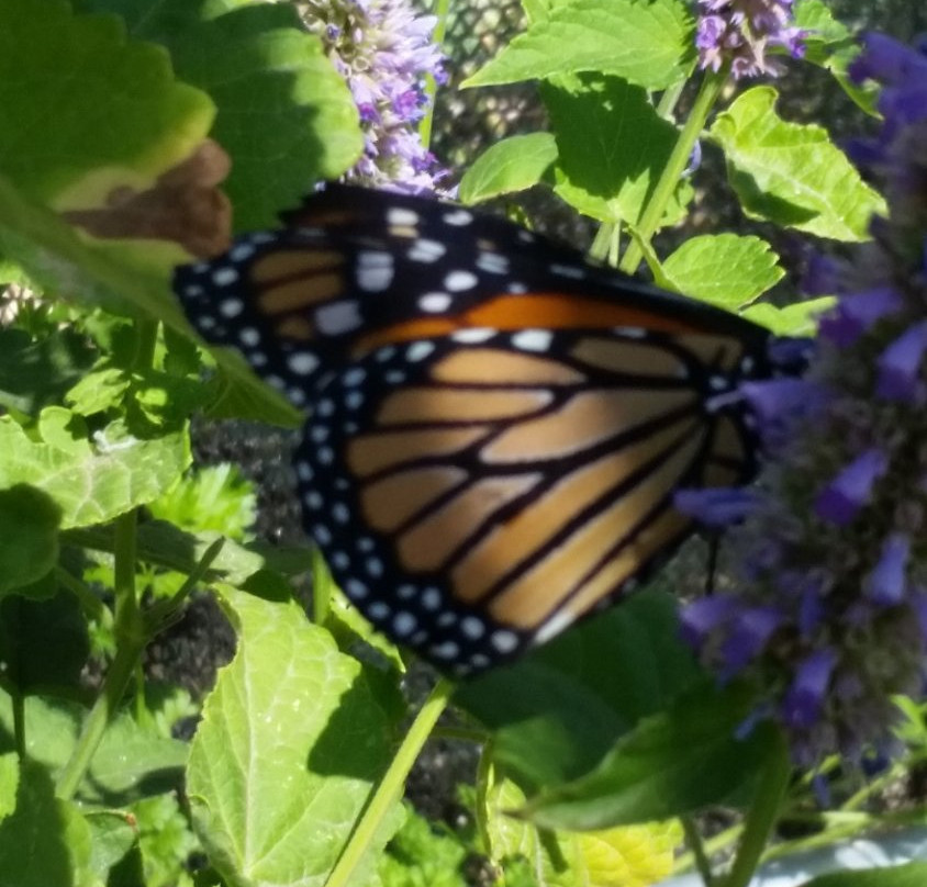 Nevada Bugs and Butterflies-里诺必去景点
