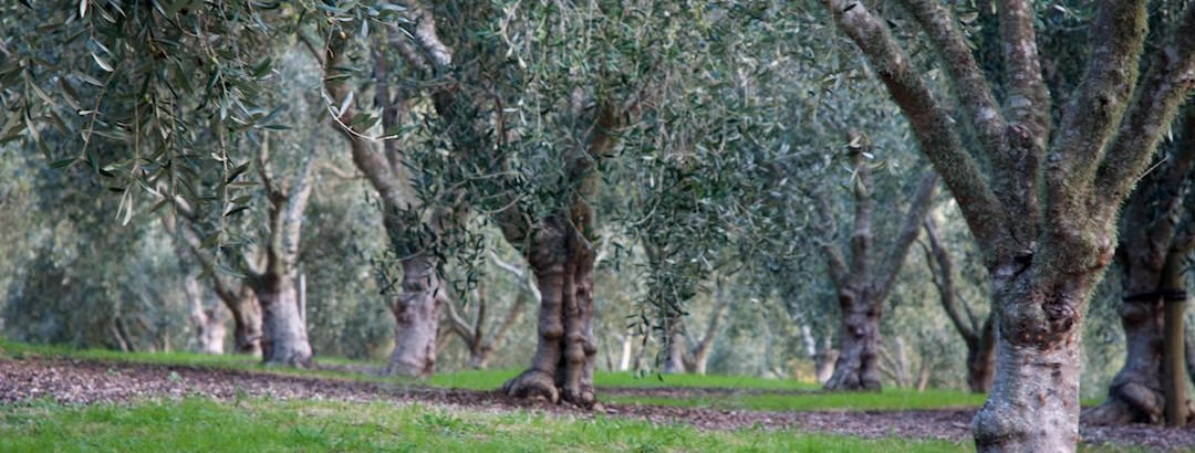 Mahurangi Olives-瓦卡沃夫必去景点