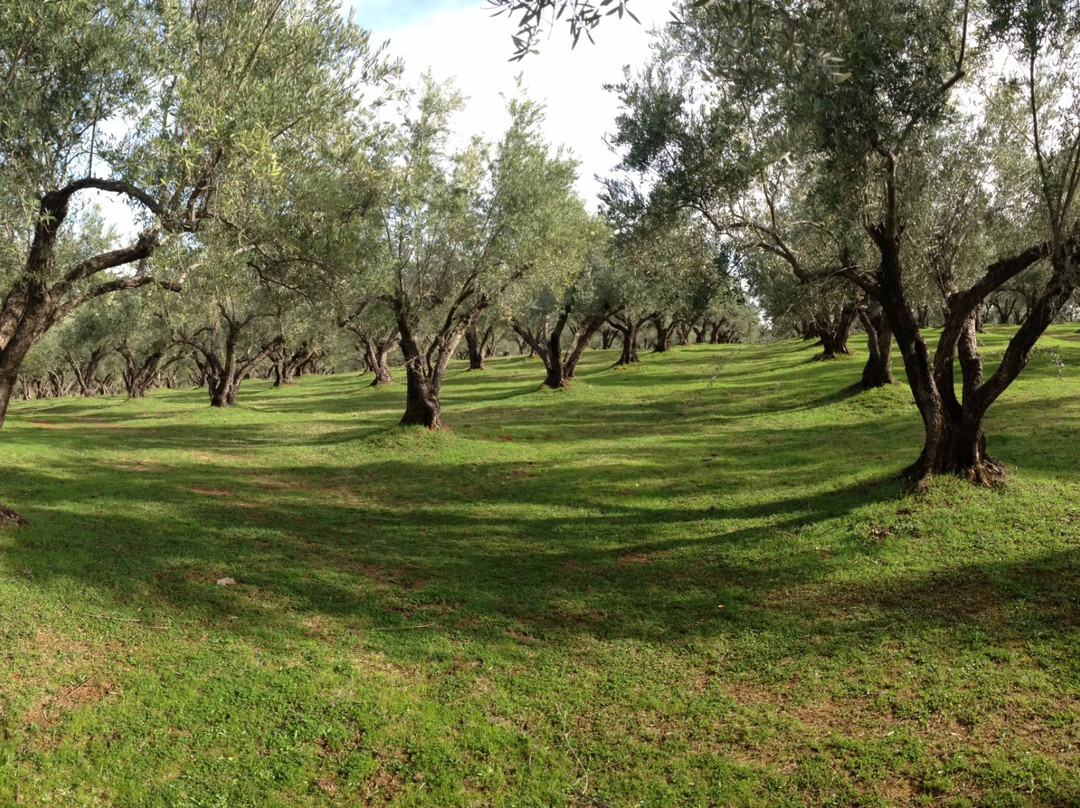 Lodestar California Olive Oil景点图片