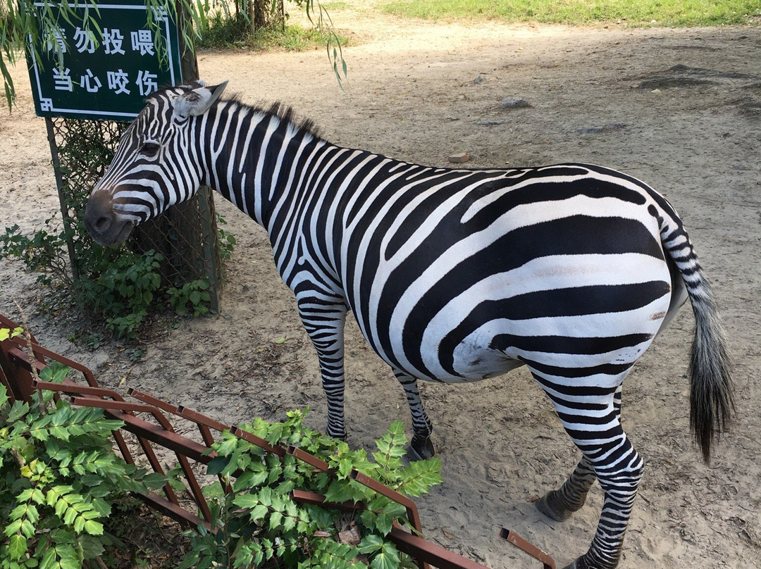 茱萸湾-扬州市必去景点