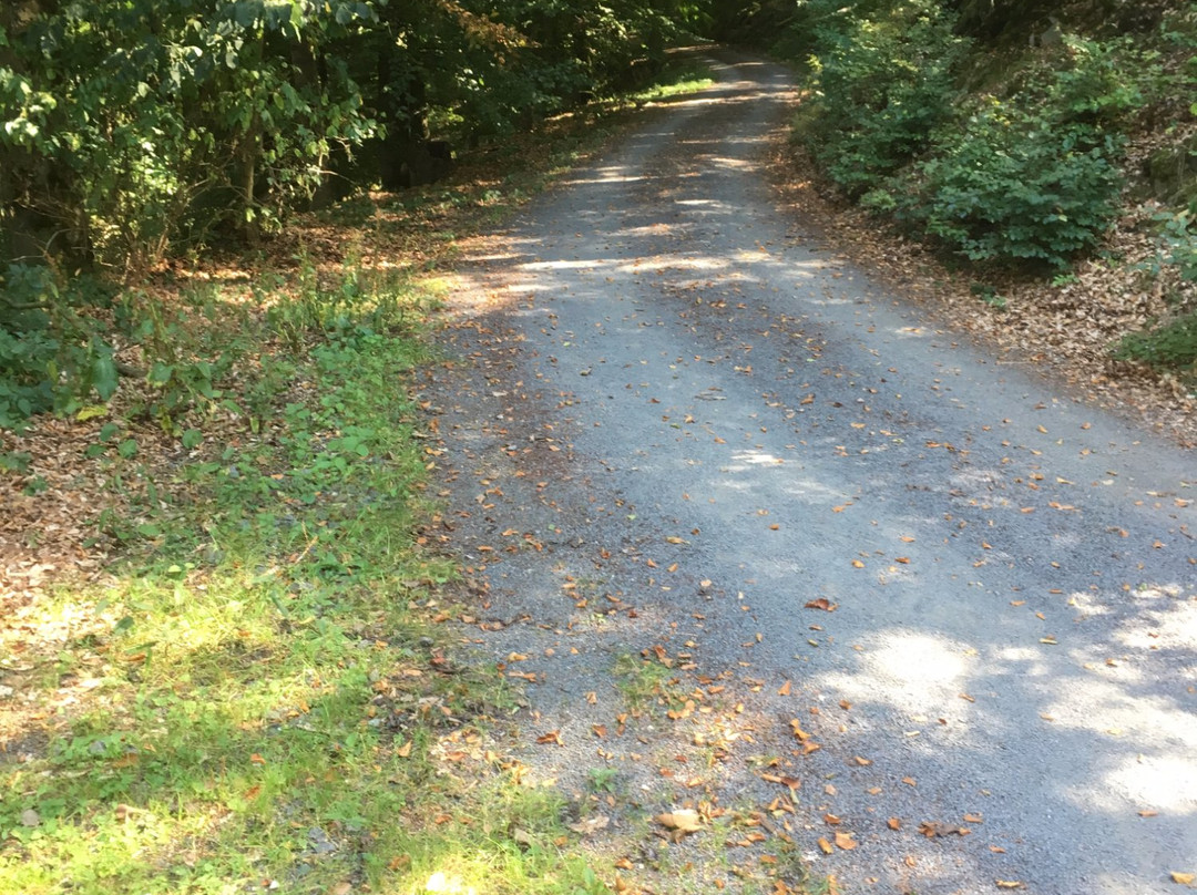 Parc national de Kellerwald-Edersee-Bad Wildungen必去景点