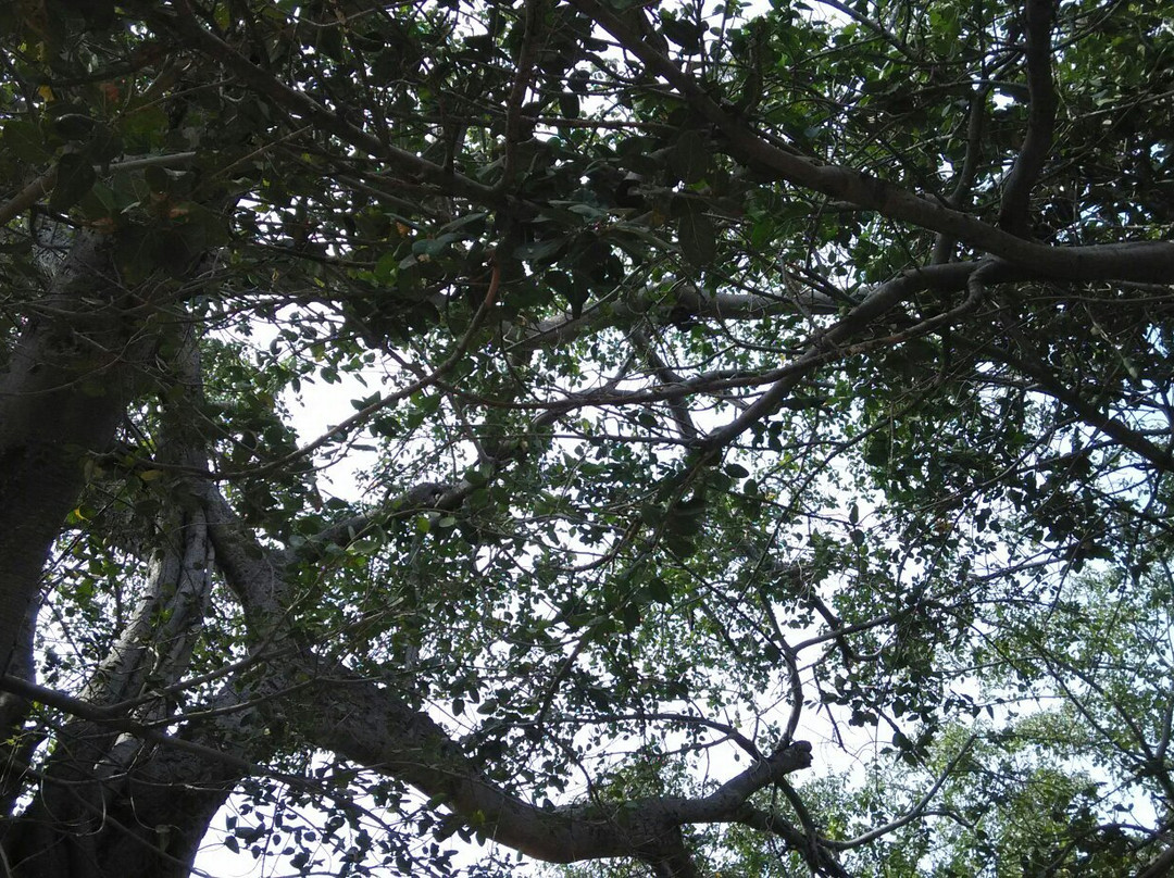Pillamarri Banyan Tree景点图片