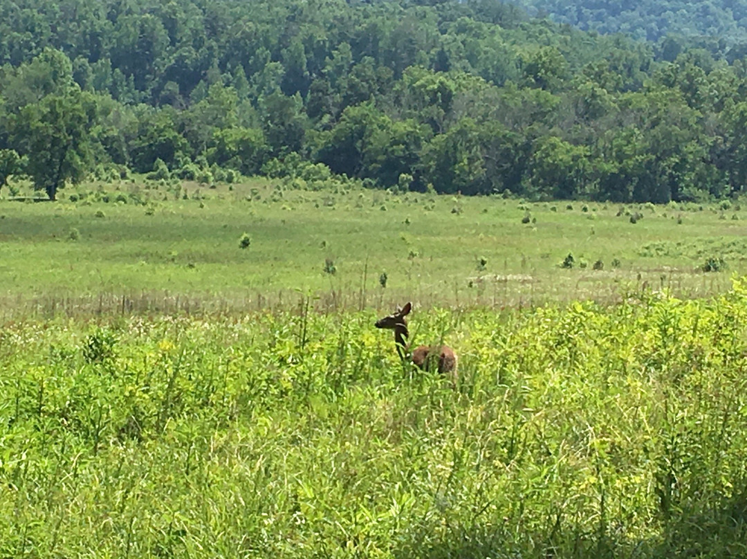 Cades Cove Campground Store and Bike Rental-汤森必去景点