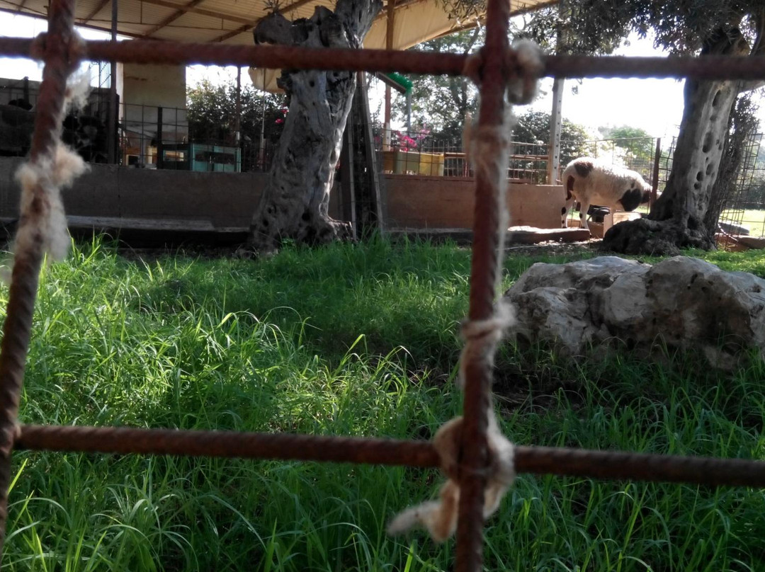 The Markovitch Cheese Farm - Eretz Zavat Chalav景点图片