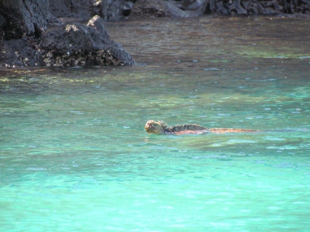 Isla Daphne Mayor-加拉帕戈斯群岛必去景点