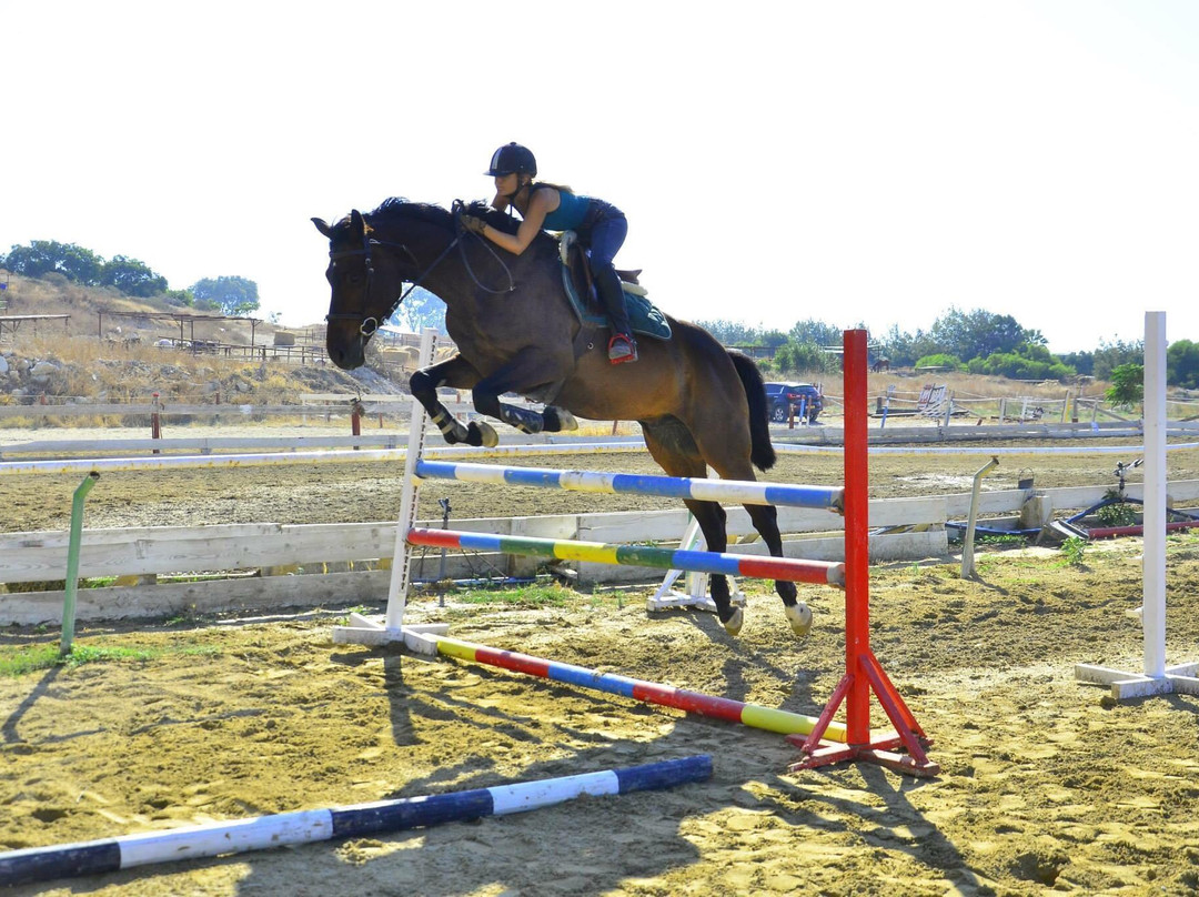 Curium Equestrian Centre景点图片