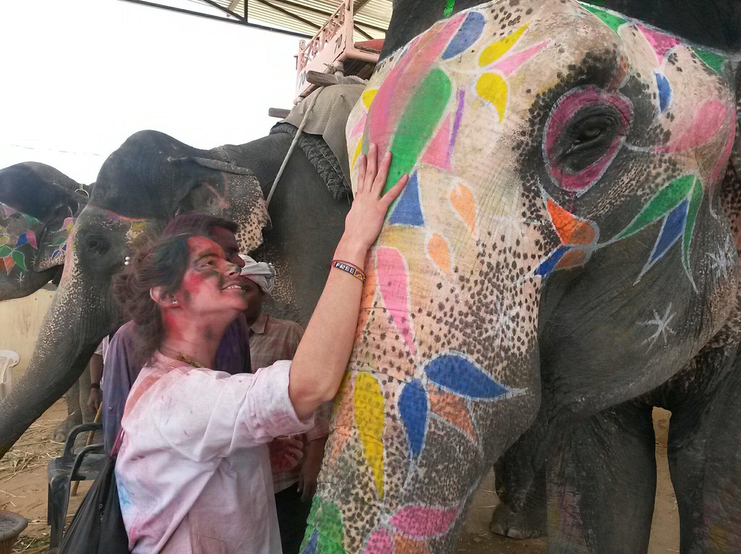 Elephant Activity Planner-斋蒲尔必去景点