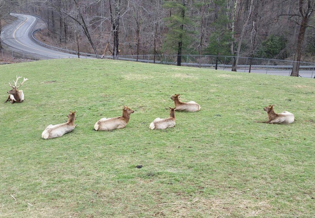 West Virginia State Wildlife Center景点图片