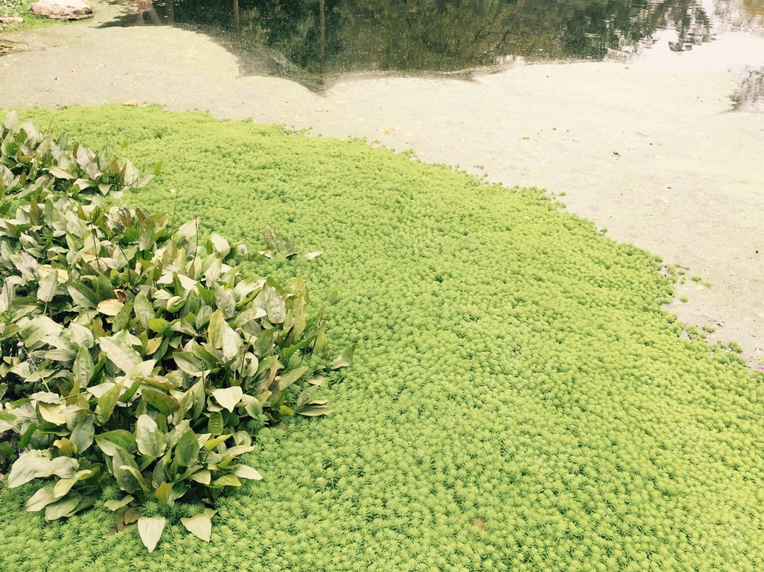 广西药用植物园景点图片
