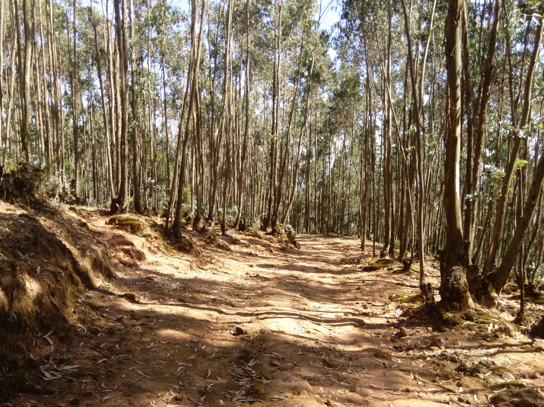 Afro Ethiopia Tour景点图片