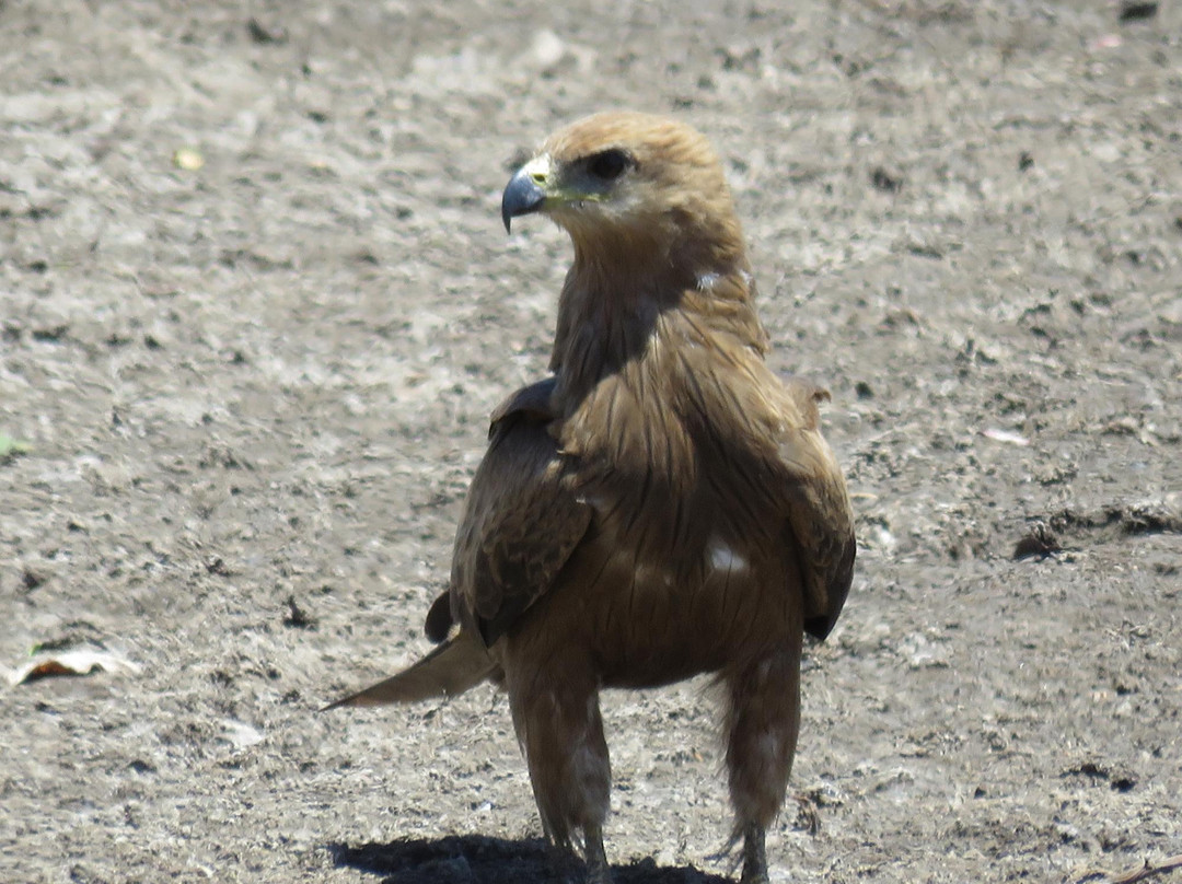 Parry Lagoons Nature Reserve-库努纳拉必去景点