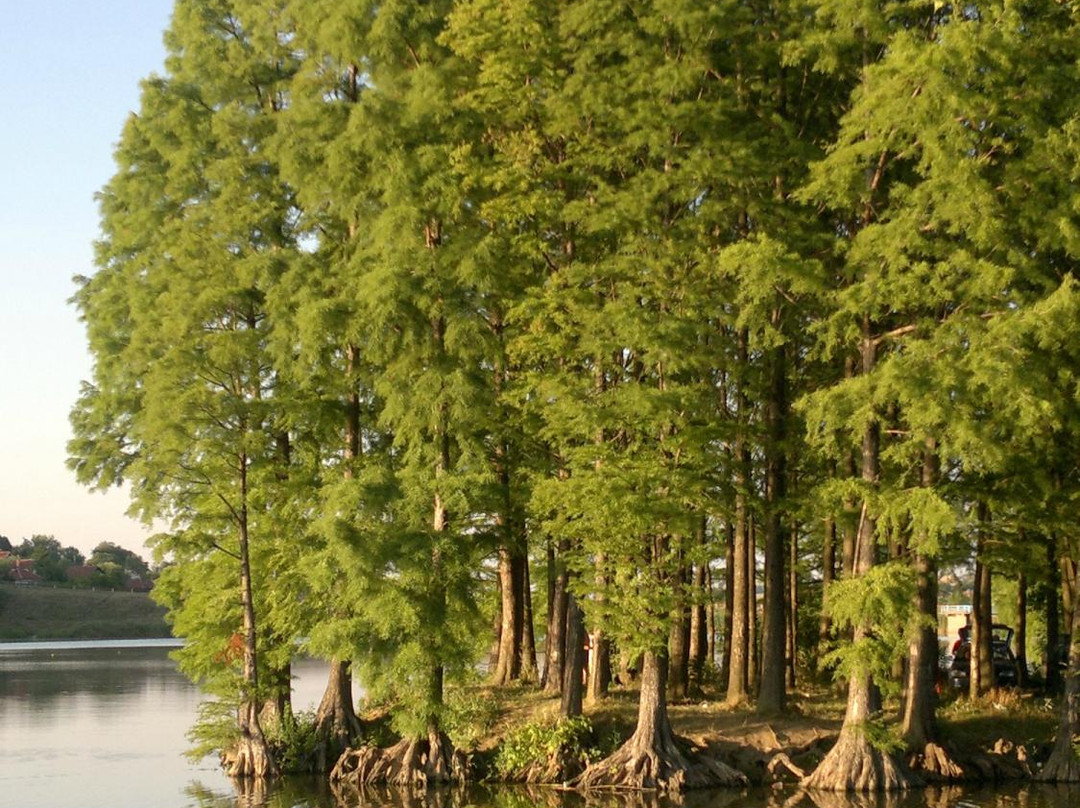 Forest Park Lipnik-鲁塞必去景点