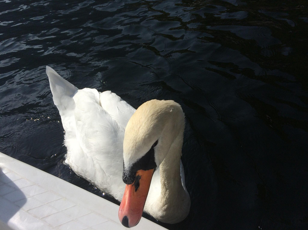 Halstatt House Guest House主图