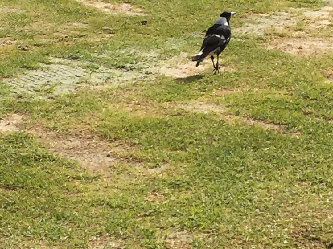 湖景高尔夫俱乐部-悉尼必去景点