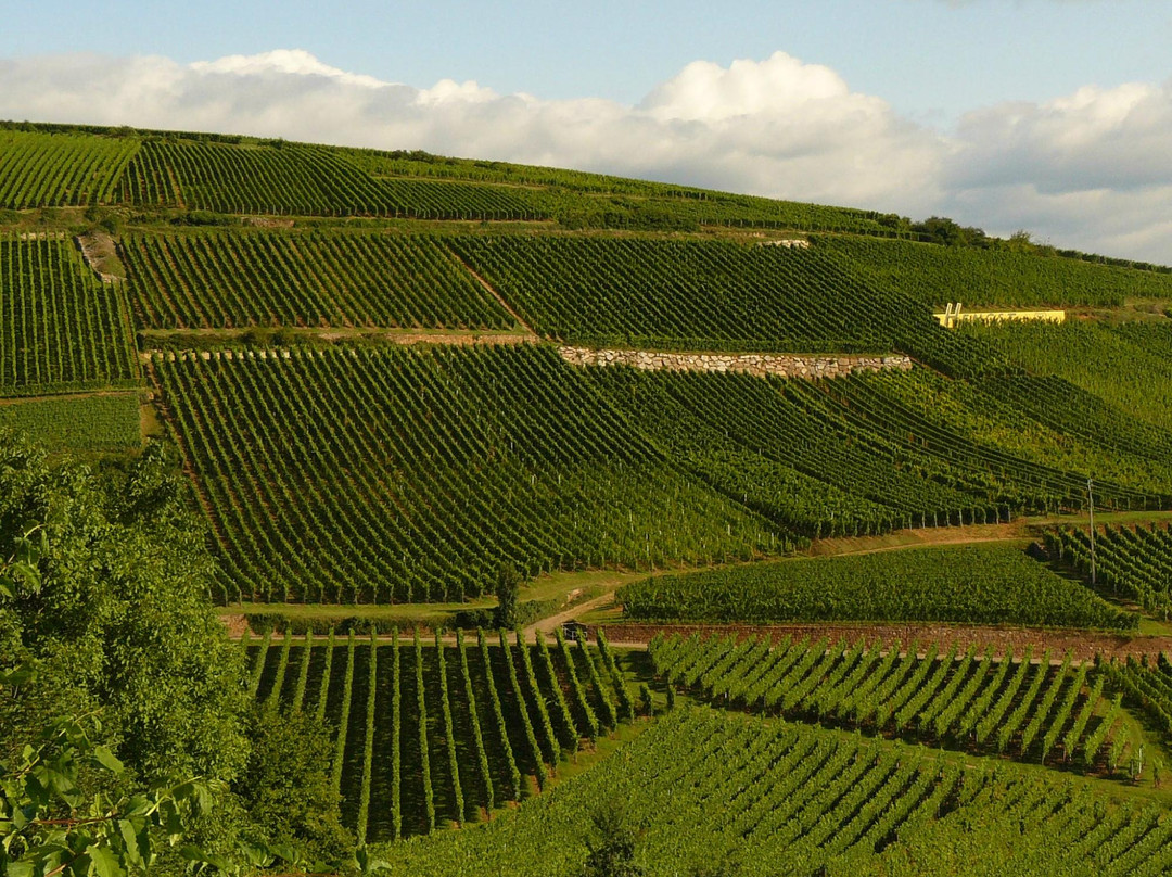 Domaine Wunsch & Mann景点图片