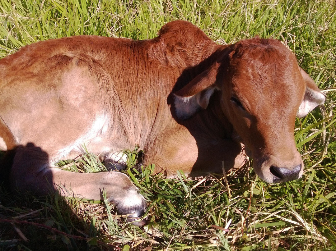 Marchioness B&B Farmstay主图