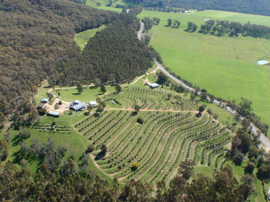 Mt Buffalo Olives景点图片