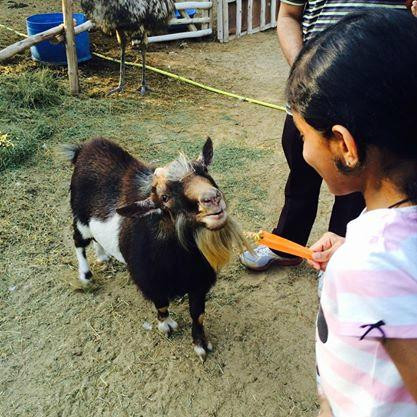 Posh Paws Animal Sanctuary And Petting Zoo-沙迦必去景点