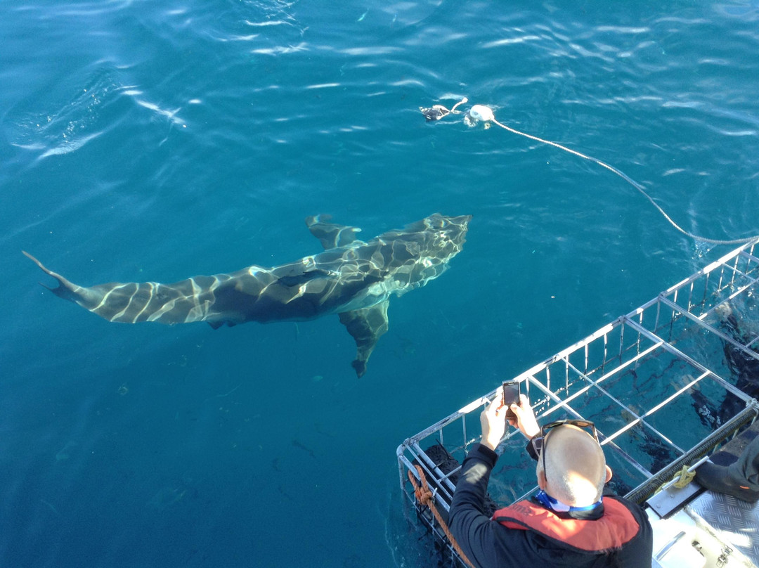 White Shark Projects-干斯拜必去景点