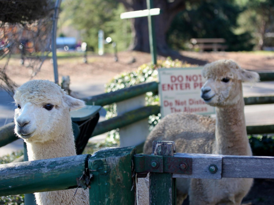 Australian Alpaca Centre-Berrima必去景点
