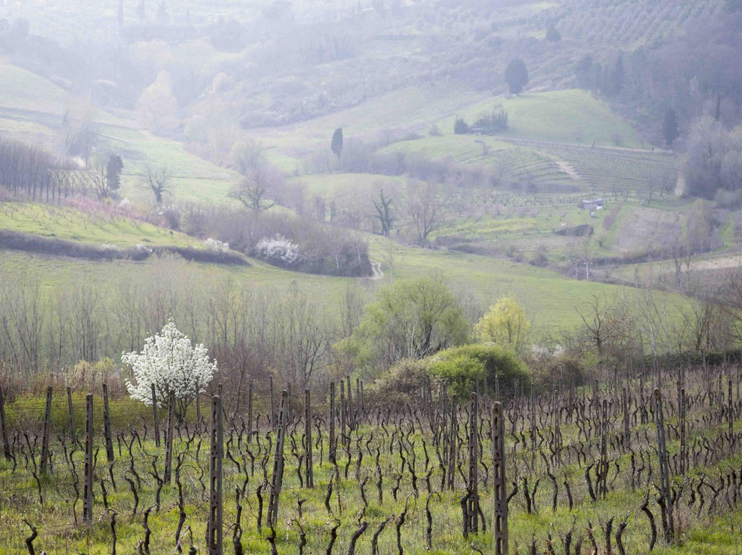 Agriturismo Tenuta Serravalle主图
