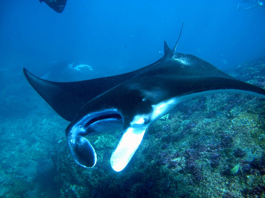 Joe's Gone Diving-沙努尔必去景点