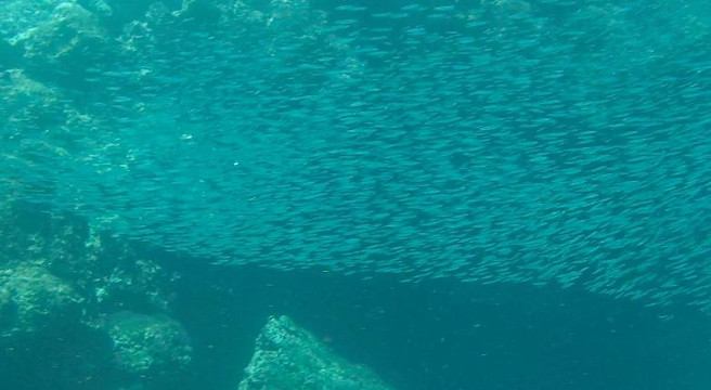 海蜜蜂潜水-查龙必去景点